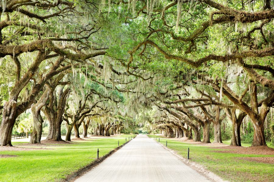 Charleston, South Carolina, tree-lined street.