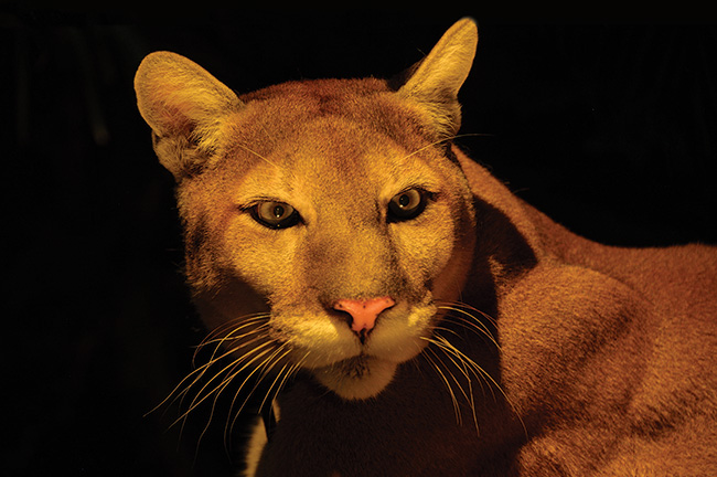 Tyson the Florida Panther