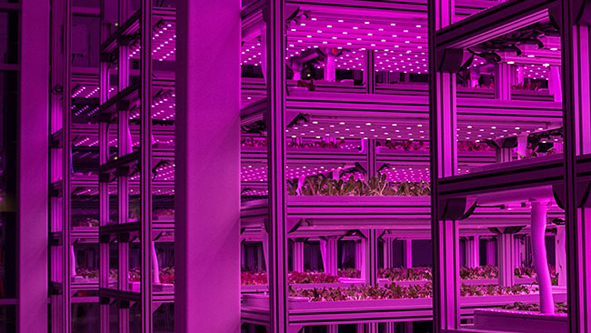 HyCube Vertical Hydroponic Growing System, Credit: Orlando World Center Marriott
