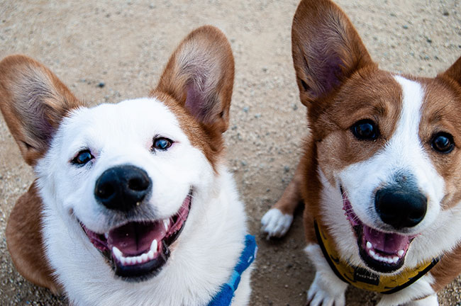 Two Corgis Looking at Camera, Part of Renaissance Reno Downtown Hotel's Puppy Meetings Package