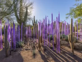 Dale Chihuly, Neodymium Reeds, 2021; Desert Botanical Garden.